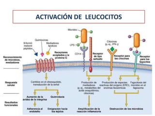 ACTIVACIÓN DE LEUCOCITOS
 