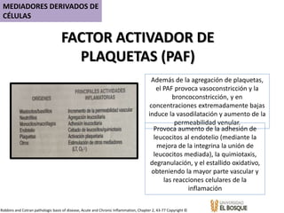 FACTOR ACTIVADOR DE
PLAQUETAS (PAF)
MEDIADORES DERIVADOS DE
CÉLULAS
Además de la agregación de plaquetas,
el PAF provoca vasoconstricción y la
broncoconstricción, y en
concentraciones extremadamente bajas
induce la vasodilatación y aumento de la
permeabilidad venular.
Robbins and Cotran pathologic basis of disease, Acute and Chronic Inflammation, Chapter 2, 43-77 Copyright ©
Provoca aumento de la adhesión de
leucocitos al endotelio (mediante la
mejora de la integrina la unión de
leucocitos mediada), la quimiotaxis,
degranulación, y el estallido oxidativo,
obteniendo la mayor parte vascular y
las reacciones celulares de la
inflamación
 