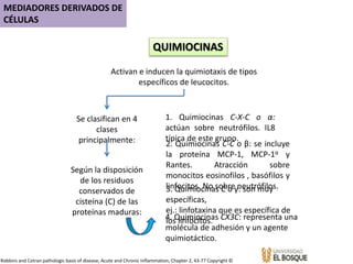 QUIMIOCINAS
Activan e inducen la quimiotaxis de tipos
específicos de leucocitos.
Se clasifican en 4
clases
principalmente:
Según la disposición
de los residuos
conservados de
cisteína (C) de las
proteínas maduras:
1. Quimiocinas C-X-C o α:
actúan sobre neutrófilos. IL8
típica de este grupo.
2. Quimiocinas C-C o β: se incluye
la proteína MCP-1, MCP-1α y
Rantes. Atracción sobre
monocitos eosinofilos , basófilos y
linfocitos. No sobre neutrófilos.3. Quimiocinas C o γ: son muy
específicas,
ej.: linfotaxina que es específica de
los linfocitos.4. Quimiocinas CX3C: representa una
molécula de adhesión y un agente
quimiotáctico.
MEDIADORES DERIVADOS DE
CÉLULAS
Robbins and Cotran pathologic basis of disease, Acute and Chronic Inflammation, Chapter 2, 43-77 Copyright ©
 