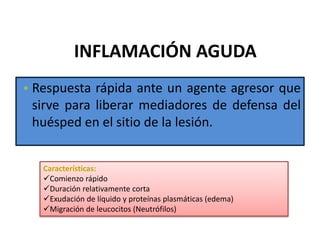 INFLAMACIÓN AGUDA
• Respuesta rápida ante un agente agresor que
sirve para liberar mediadores de defensa del
huésped en el sitio de la lesión.
Características:
Comienzo rápido
Duración relativamente corta
Exudación de líquido y proteínas plasmáticas (edema)
Migración de leucocitos (Neutrófilos)
 