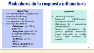 Mediadores de la respuesta inflamatoria
Genéricas
• Citocinas: favorecen la expresión de
moléculas de adhesión.
• Eicosanoide: Incluye las
prostaglandinas, tombroxanos
• Moléculas de adhesión
-Selectinas: neutrófilos y
plaquetas.
-Integrinas: aplanación de
neutrófilos, facilitando su
exudación
-Caderinas: Une las
células.
-Inmunoglobulina: se
unen a las células
Específicos
• Linfocitos y linfocinas.
• Respuestas antiinfecciosas,
respuesta antitumoral.
• Maduración de c. precursoras
hematopoyéticas.
• Factores estimuladores de
colonias: procesos infecciosos
graves, aportación de células
nuevas para combatir la
infección.
 