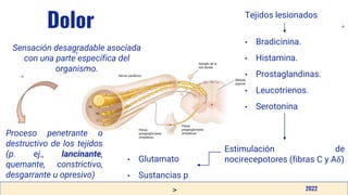 v
Dolor
Sensación desagradable asociada
con una parte específica del
organismo.
2022
• Bradicinina.
• Histamina.
• Prostaglandinas.
• Leucotrienos.
• Serotonina
Tejidos lesionados
Estimulación de
nocirecepotores (fibras C y Aδ)
Proceso penetrante o
destructivo de los tejidos
(p. ej., lancinante,
quemante, constrictivo,
desgarrante u opresivo)
• Glutamato
• Sustancias p
 