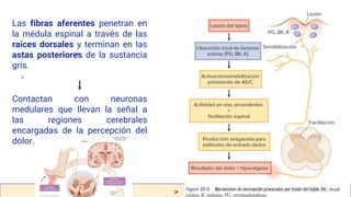 v
Las fibras aferentes penetran en
la médula espinal a través de las
raíces dorsales y terminan en las
astas posteriores de la sustancia
gris.
2022
Contactan con neuronas
medulares que llevan la señal a
las regiones cerebrales
encargadas de la percepción del
dolor.
 