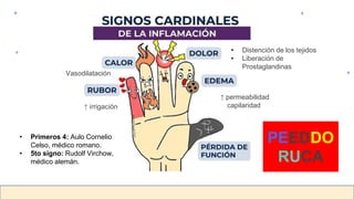• Primeros 4: Aulo Cornelio
Celso, médico romano.
• 5to signo: Rudolf Virchow,
médico alemán.
↑ irrigación
Vasodilatación
• Distención de los tejidos
• Liberación de
Prostaglandinas
↑ permeabilidad
capilaridad
PEEDDO
RUCA
 