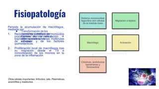 Fisiopatología
● Transformación de los
macrófagos mediada por:
Factores de crecimiento y
diferenciación celular,
citocinas
Sistema mononuclear
fagocítico son células
de la medula ósea
Migracion a tejidos
Macrófago Activación
Citocinas, endotoxina
bacterianas y
fibronectina
Persiste la acumulación de macrófagos,
mediada por:
1. Reclutamiento continúo de monocitos
procedentes de la circulación 
expresión sostenida de las moléculas
de adhesión y de los factores
quimiotácticos.
2. Proliferación local de macrófagos tras
su migración desde el TS e
inmovilización de los mismos en la
zona de la inflamación
Otras células importantes: linfocitos, cels. Plasmáticas,
eosinófilos y mastocitos
 