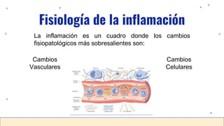 Fisiología de la inflamación
La inflamación es un cuadro donde los cambios
fisiopatológicos más sobresalientes son:
Cambios
Vasculares
Cambios
Celulares
 