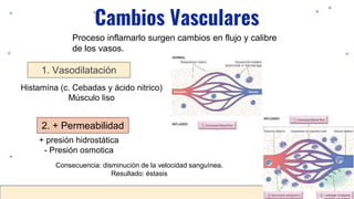 Cambios Vasculares
Proceso inflamarlo surgen cambios en flujo y calibre
de los vasos.
1. Vasodilatación
2. + Permeabilidad
Histamína (c. Cebadas y ácido nitrico)
Músculo liso
+ presión hidrostática
- Presión osmotica
Consecuencia: disminución de la velocidad sanguínea.
Resultado: éstasis
 