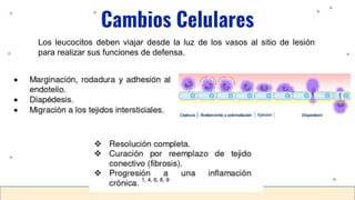 Cambios Celulares
Los leucocitos deben viajar desde la luz de los vasos al sitio de lesión
para realizar sus funciones de defensa.
 