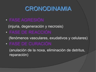 CRONODINAMIAFASE AGRESIÓN (injuria, degeneración y necrosis) FASE DE REACCIÓN    (fenómenos vasculares, exudativos y celulares) FASE DE CURACIÓN (anulación de la noxa, eliminación de detritus, reparación)