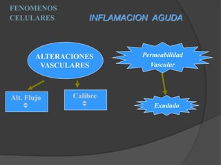 Vasodilatación:           del flujo 