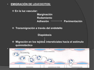 Marginación leucocitariaAUMENTO DE LA PERMEABILIDAD VASCULAR: Edema intersticialDisminución presión oncótica intravascular 