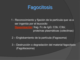 ALTERACIONES VASCULARESMarginaciónRodamientoFENOMENOS CELULARESAdhesiónQuimiotaxisTransmigraciónPavimentación