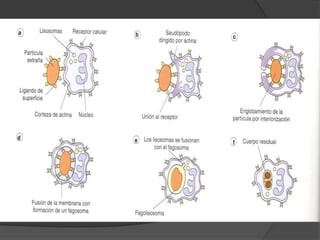 EMIGRACIÓN DE LEUCOCITOS: 
