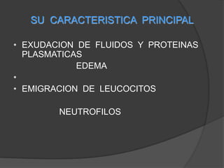 SU  CARACTERISTICA  PRINCIPALEXUDACION  DE  FLUIDOS  Y  PROTEINAS  PLASMATICAS                           EDEMA EMIGRACION  DE  LEUCOCITOS                    NEUTROFILOS 