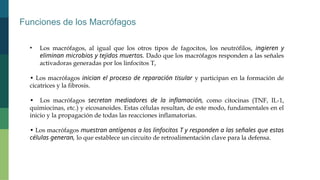 Funciones de los Macrófagos
• Los macrófagos, al igual que los otros tipos de fagocitos, los neutrófilos, ingieren y
eliminan microbios y tejidos muertos. Dado que los macrófagos responden a las señales
activadoras generadas por los linfocitos T,
• Los macrófagos inician el proceso de reparación tisular y participan en la formación de
cicatrices y la fibrosis.
• Los macrófagos secretan mediadores de la inflamación, como citocinas (TNF, IL-1,
quimiocinas, etc.) y eicosanoides. Estas células resultan, de este modo, fundamentales en el
inicio y la propagación de todas las reacciones inflamatorias.
• Los macrófagos muestran antígenos a los linfocitos T y responden a las señales que estas
células generan, lo que establece un circuito de retroalimentación clave para la defensa.
 