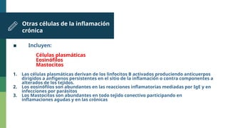 Otras células de la inflamación
crónica
▪ Incluyen:
Células plasmáticas
Eosinófilos
Mastocitos
1. Las células plasmáticas derivan de los linfocitos B activados produciendo anticuerpos
dirigidos a anfígenos persistentes en el sitio de la inflamación o contra componentes a
alterados de los tejidos.
2. Los eosinófilos son abundantes en las reacciones inflamatorias mediadas por IgE y en
infecciones por parásitos
3. Los Mastocitos son abundantes en todo tejido conectivo participando en
inflamaciones agudas y en las crónicas
 