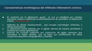 ▪ En contraste con la inflamación aguda , la cual se manifiesta por cambios
vasculares, edema e infiltración predominantemente de neutrófilos, la inflamación
crónica se caracteriza por :
1. Infiltrado de células mononucleares , que incluyen macrófagos, linfocitos, y
células plasmáticas.
2. La destrucción tisular inducida por el agente ofensivo de manera persistente o
mediante las células inflamatorias.
3. Intentos de curación mediante por sustitución de tejido conectivo que
reemplaza al tejido dañado, que se logra por proliferación de vasos
sanguíneos pequeños (angiogénesis ) y fibrosis
Características morfológicas del infiltrado inflamatorio crónico.
 
