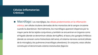 Células Inflamatorias
Crónicas
▪ Macrófago: Los macrófagos, las células predominantes en la inflamación
crónica, son células tisulares derivadas de los monocitos de la sangre circulante
cuando la abandonan. Normalmente, los macrófagos aparecen dispersos por la
mayor parte de los tejidos conjuntivos y también se encuentran en órganos como
el hígado (donde se denominan células de Kupffer), el bazo y los ganglios linfáticos
(donde se conocen como histiocitosis del seno), el sistema nervioso central (células
de la microglia) y los pulmones (macrófagos alveolares). En conjunto, estas células
constituyen el denominado sistema mononuclear-fagocíco
 