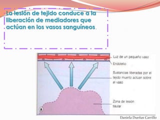 La lesión de tejido conduce a la
liberación de mediadores que
actúan en los vasos sanguíneos.




                                   Daniela Dueñas Carrillo
 