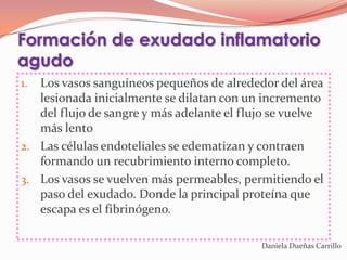 Formación de exudado inflamatorio
agudo
1. Los vasos sanguíneos pequeños de alrededor del área
   lesionada inicialmente se dilatan con un incremento
   del flujo de sangre y más adelante el flujo se vuelve
   más lento
2. Las células endoteliales se edematizan y contraen
   formando un recubrimiento interno completo.
3. Los vasos se vuelven más permeables, permitiendo el
   paso del exudado. Donde la principal proteína que
   escapa es el fibrinógeno.

                                            Daniela Dueñas Carrillo
 