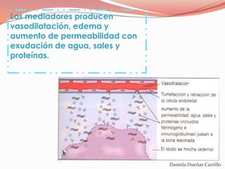 Los mediadores producen
vasodilatación, edema y
aumento de permeabilidad con
exudación de agua, sales y
proteínas.




                               Daniela Dueñas Carrillo
 