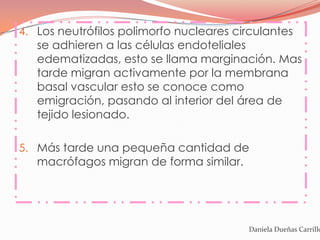 4. Los neutrófilos polimorfo nucleares circulantes
   se adhieren a las células endoteliales
   edematizadas, esto se llama marginación. Mas
   tarde migran activamente por la membrana
   basal vascular esto se conoce como
   emigración, pasando al interior del área de
   tejido lesionado.

5. Más tarde una pequeña cantidad de
   macrófagos migran de forma similar.




                                         Daniela Dueñas Carrillo
 