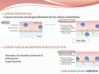  LESIÓN ENDOTELIAL:
 Causan necrosis con desprendimiento de las células endoteliales.




                                                             Hrs-días

 LESIÓN VASCULAR MEDIADA POR LEUCOCITOS:


  Asociado a los estadios tardíos de la
  inflamación.
  Larga duración .


                                                 COSIO BENSON GLORIA ADRIANA
 