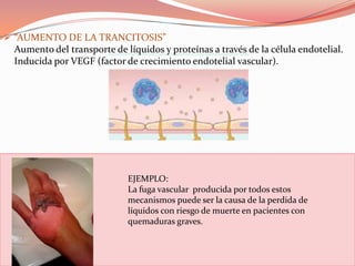  “AUMENTO DE LA TRANCITOSIS”
 Aumento del transporte de líquidos y proteínas a través de la célula endotelial.
 Inducida por VEGF (factor de crecimiento endotelial vascular).




                            EJEMPLO:
                            La fuga vascular producida por todos estos
                            mecanismos puede ser la causa de la perdida de
                            líquidos con riesgo de muerte en pacientes con
                            quemaduras graves.
 