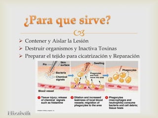 
 Contener y Aislar la Lesión
 Destruir organismos y Inactiva Toxinas
 Preparar el tejido para cicatrización y Reparación
 