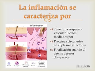 
 Tener una respuesta
  vascular Efectos
  mediados por
 Proteínas circulantes
  en el plasma y factores
 Finalización cuando el
  agente agresor
  desaparece
 