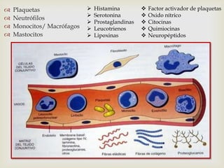   Plaquetas                  Histamina            Factor activador de plaquetas
                               Serotonina           Oxido nítrico
   Neutrófilos
                               Prostaglandinas      Citocinas
   Monocitos/ Macrófagos      Leucotrienos         Quimiocinas
   Mastocitos                 Lipoxinas            Neuropéptidos

                                   
 