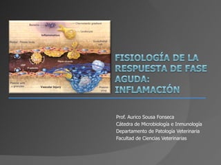 Prof. Aurico Sousa Fonseca Cátedra de Microbiología e Inmunología Departamento de Patología Veterinaria Facultad de Ciencias Veterinarias 