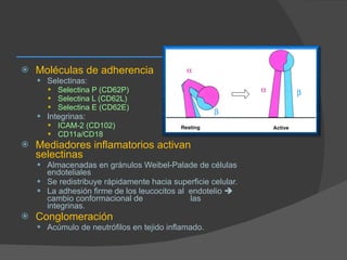 Moléculas de adherencia  Selectinas:  Selectina P (CD62P)  Selectina L (CD62L)  Selectina E (CD62E)  Integrinas:  ICAM-2 (CD102)  CD11a/CD18 Mediadores inflamatorios activan selectinas Almacenadas en gránulos Weibel-Palade de células endoteliales  Se redistribuye rápidamente hacia superficie celular.  La adhesión firme de los leucocitos al  endotelio    cambio conformacional de  las integrinas. Conglomeración  Acúmulo de neutrófilos en tejido inflamado. 