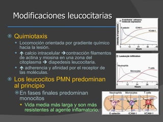 Modificaciones leucocitarias Quimiotaxis Locomoción orientada por gradiente químico hacia la lesión.    calcio intracelular   contracción filamentos de actina y miosina en una zona del citoplasma    diapedesis leucocitaria.     adherencia y afinidad por el receptor de las moléculas. Los leucocitos PMN predominan al principio En fases finales predominan monocitos Vida media más larga y son más resistentes al agente inflamatorio. 