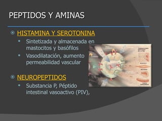 PEPTIDOS Y AMINAS HISTAMINA Y SEROTONINA Sintetizada y almacenada en mastocitos y basófilos Vasodilatación, aumento permeabilidad vascular NEUROPEPTIDOS Substancia P, Péptido intestinal vasoactivo (PIV),  