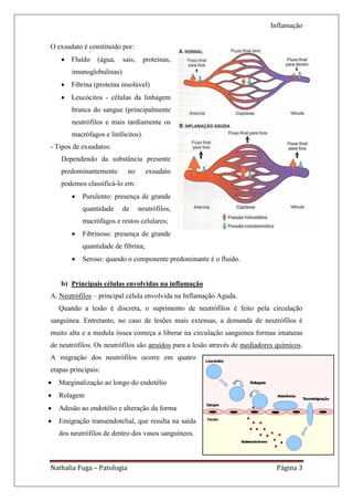 Inflamação

O exsudato é constituído por:
     Fluído     (água,    sais,    proteínas,
        imunoglobulinas)
     Fibrina (proteína insolúvel)
     Leucócitos - células da linhagem
        branca do sangue (principalmente
        neutrófilos e mais tardiamente os
        macrófagos e linfócitos).
- Tipos de exsudatos:
    Dependendo da substância presente
    predominantemente        no      exsudato
    podemos classificá-lo em:
           Purulento: presença de grande
            quantidade     de      neutrófilos,
            macrófagos e restos celulares;
           Fibrinoso: presença de grande
            quantidade de fibrina;
           Seroso: quando o componente predominante é o fluido.


    b) Principais células envolvidas na inflamação
A. Neutrófilos – principal célula envolvida na Inflamação Aguda.
    Quando a lesão é discreta, o suprimento de neutrófilos é feito pela circulação
sanguínea. Entretanto, no caso de lesões mais extensas, a demanda de neutrófilos é
muito alta e a medula óssea começa a liberar na circulação sanguínea formas imaturas
de neutrófilos. Os neutrófilos são atraídos para a lesão através de mediadores químicos.
A migração dos neutrófilos ocorre em quatro
etapas principais:
   Marginalização ao longo do endotélio
   Rolagem
   Adesão ao endotélio e alteração da forma
   Emigração transendotelial, que resulta na saída
    dos neutrófilos de dentro dos vasos sanguíneos.



Nathalia Fuga – Patologia                                                     Página 3
 