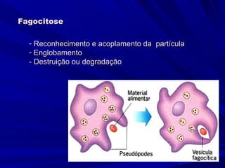 Fagocitose

  - Reconhecimento e acoplamento da partícula
  - Englobamento
  - Destruição ou degradação
 