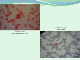 Eosinófilo canino
Fonte: SAMUELSON, 2007
Eosinófilo de equino
Fonte: o autor
 