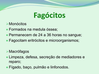 Fagócitos
Monócitos
● Formados na medula óssea;
● Permanecem de 24 a 36 horas no sangue;
● Fagocitam eritrócitos e microorganismos;
Macrófagos
● Limpeza, defesa, secreção de mediadores e
reparo;
● Fígado, baço, pulmão e linfonodos.
 