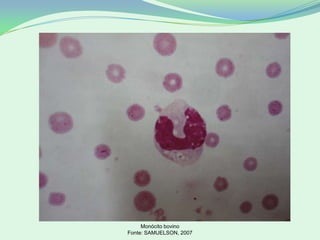 Monócito bovino
Fonte: SAMUELSON, 2007
 