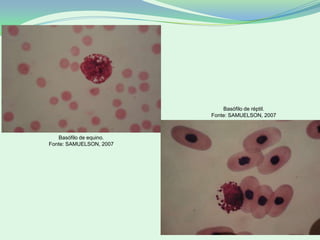Basófilo de equino.
Fonte: SAMUELSON, 2007
Basófilo de réptil.
Fonte: SAMUELSON, 2007
 