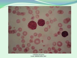 Linfócitos de bovino
Fonte: SAMUELSON, 2007
 