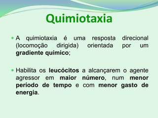 Quimiotaxia
 A quimiotaxia é uma resposta direcional
(locomoção dirigida) orientada por um
gradiente químico;
 Habilita os leucócitos a alcançarem o agente
agressor em maior número, num menor
período de tempo e com menor gasto de
energia.
 