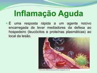 Inflamação Aguda
 É uma resposta rápida a um agente nocivo
encarregada de levar mediadores da defesa ao
hospedeiro (leucócitos e proteínas plasmáticas) ao
local da lesão.
 
