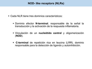 Cada NLR tiene tres dominios característicos:
 Dominio efector N-terminal. responsable de la señal la
transducción y la activación de la respuesta inflamatoria.
 Vinculación de un nucleótido central y oligomerización
(NOD).
 C-terminal de repetición rica en leucina (LRR). dominio
responsable para la detección de ligando y autoinhibición.
NOD- like receptors (NLRs)
 