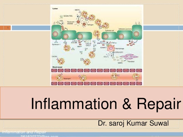 InflamationPathology lecture notes
