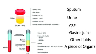 Sputum
Urine
CSF
A piece of Organ?
Gastric juice
Other fluids
 