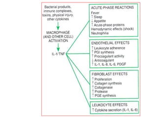 Inflamation ppt