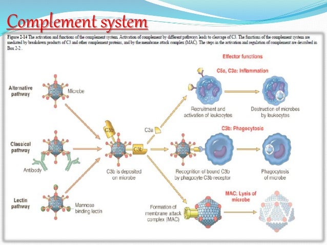 Inflamation