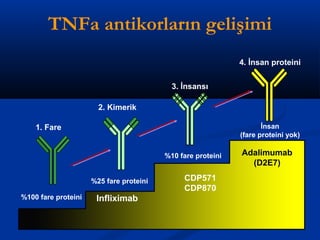 TNFa antikorların gelişimi 
1. Fare 
2. Kimerik 
3. İnsansı 
4. İnsan proteini 
%10 fare proteini 
İnsan 
(fare proteini yok) 
%25 fare proteini 
%100 fare proteini 
Adalimumab 
(D2E7) 
Infliximab 
CDP571 
CDP870 
 